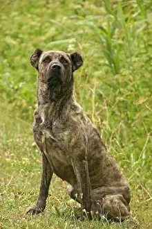 Miguel: Dog - Cao de Fila de Sao Miguel / Azores Cattle