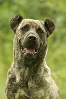 Miguel: Dog - Cao de Fila de Sao Miguel / Azores Cattle