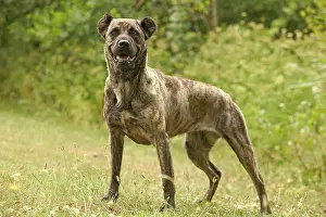 Miguel: Dog - Cao de Fila de Sao Miguel / Azores Cattle