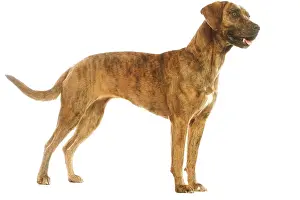 Miguel: Dog - Cao de Fila de Sao Miguel / Azores Cattle