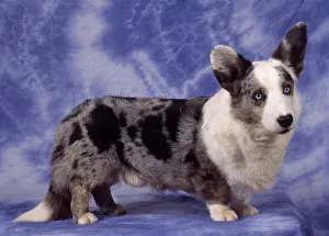 Cardigan: Dog - Cardigan Welsh Corgi