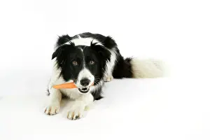 Carrots: DOG - with carrot in mouth