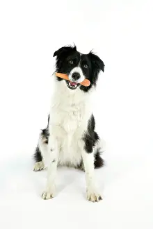 Carrots: DOG - with carrot in mouth