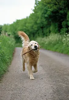 Retrieving: DOG - carrying stick along road
