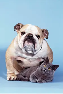 Utility: Dog & CAT - BULLDOG AND KITTEN