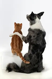 200720: DOG & CAT, Collie x dog sitting with paw over