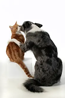 Kisses: DOG & CAT, Collie x dog sitting with paw over