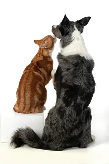 Kisses: DOG & CAT, Collie x dog sitting with paw over