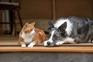 200720: DOG & CAT, Collie x and ginger cat, sitting