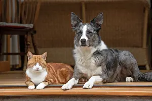 200720: DOG & CAT, Collie x and ginger cat, sitting