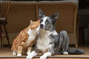 Room: DOG & CAT, Collie x and ginger cat, sitting