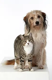 280220: DOG & CAT, cross breed dog sitting with a cat