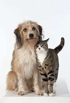 Rubbing: DOG & CAT, cross breed dog sitting with a cat