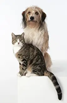 280220: DOG & CAT, cross breed dog sitting with a cat