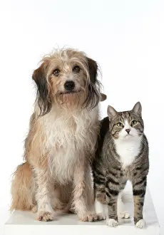 280220: DOG & CAT, cross breed dog sitting with a cat