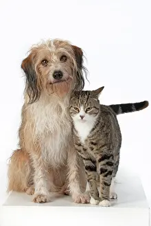 Rubbing: DOG & CAT, cross breed dog sitting with a cat