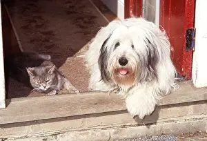 Basking: DOG & CAT ON DOORSTEP