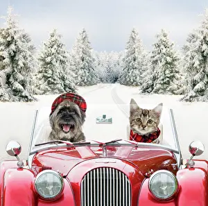 Leaving: Dog & Cat - driving car through snowy scene