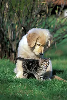 Miaowing: Dog & Cat - Golden Retriever puppy and tabby Kitten