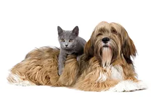 Apsos: Dog & Cat - Lhasa Apso in studio with Chartreux kitten