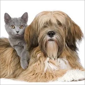 Apsos: Dog & Cat - Lhasa Apso in studio with Chartreux kitten