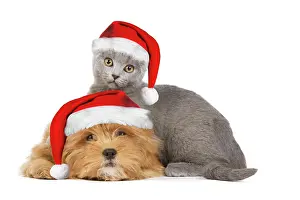 Lhassa: Dog & Cat - Lhassa Apso puppy with Chartreux Kitten