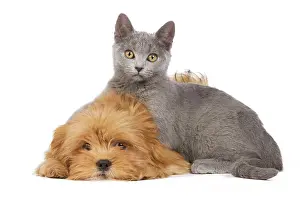 Lhassa: Dog & Cat - Lhassa Apso puppy with Chartreux Kitten