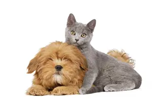 Lhassa: Dog & Cat - Lhassa Apso puppy with Chartreux Kitten