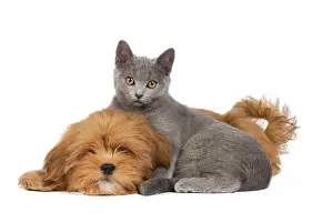 Lhassa: Dog & Cat - Lhassa Apso puppy with Chartreux Kitten