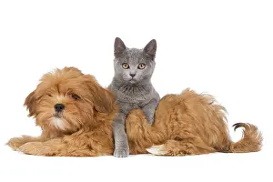Lhassa: Dog & Cat - Lhassa Apso puppy with Chartreux Kitten