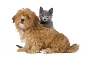 Lhassa: Dog & Cat - Lhassa Apso puppy with Chartreux Kitten