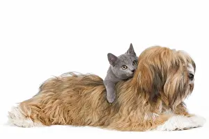 Lhassa: Dog & Cat - Lhassa Apso puppy with Chartreux Kitten
