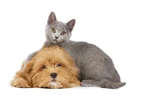 Apsos: Dog & Cat - Lhassa Apso puppy with Chartreux Kitten