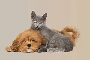 Lhassa: Dog & Cat - Lhassa Apso puppy with Chartreux Kitten