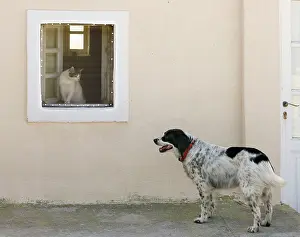 Stray: Dog - with Cat looking on from window - Stray