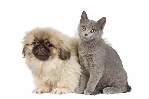 Peking: Dog & Cat - Pekingese puppy in studio with Chartreux kitten