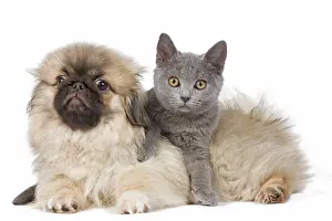 Peking: Dog & Cat - Pekingese puppy in studio with Chartreux kitten