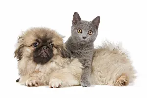 Peking: Dog & Cat - Pekingese puppy in studio with Chartreux kitten