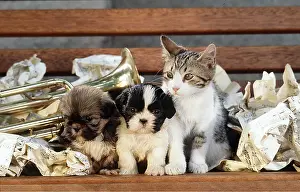 Frederic Rolland: DOG and CAT - puppies x two with a kitten in sheet