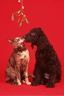 Mistletoe: DOG & CAT - Puppy and Cat under Mistletoe