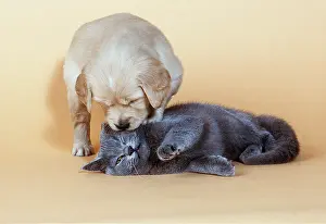 Cream: DOG & CAT - PUPPY AND KITTEN