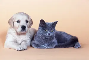 Cream: DOG and CAT - puppy and kitten lying