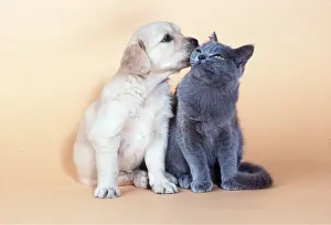 Cream: DOG and CAT - puppy licking kitten