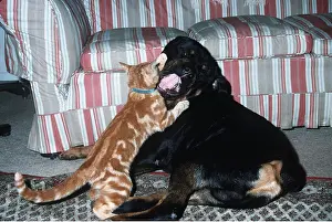 Rottweilers: DOG and CAT - Rottweiler licking cat