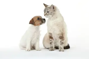 Parsons: DOG & CAT - Seal Point Cat sitting with Parsons