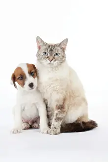 Parsons: DOG & CAT - Seal Point Cat sitting with Parsons