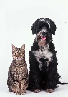 Shaggy: DOG & CAT - sitting