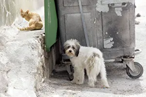 Stray: Dog - with Cat - Stray