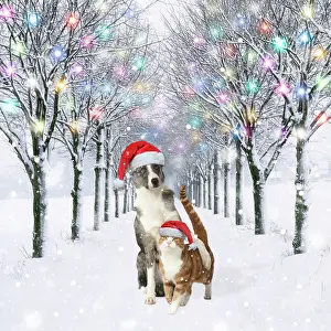 Embrace: Dog and Cat wearing Christmas hats in tree-lined