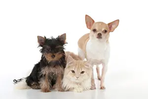 Yorkies: DOG & CAT - Yorkshire terrier puppy sitting and